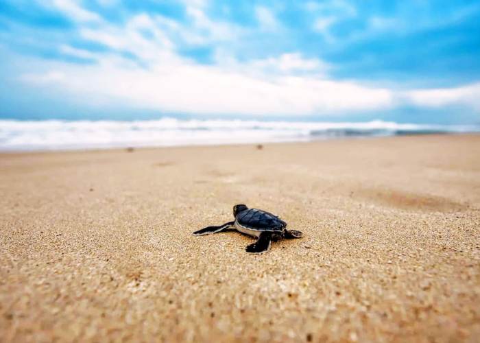 Criadero de tortugas marinas 4 Sea Turtle Hatchery 1 2