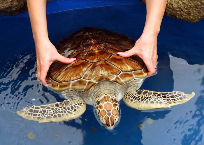 Criadero de tortugas marinas 1 Sea Turtle Hatchery 1