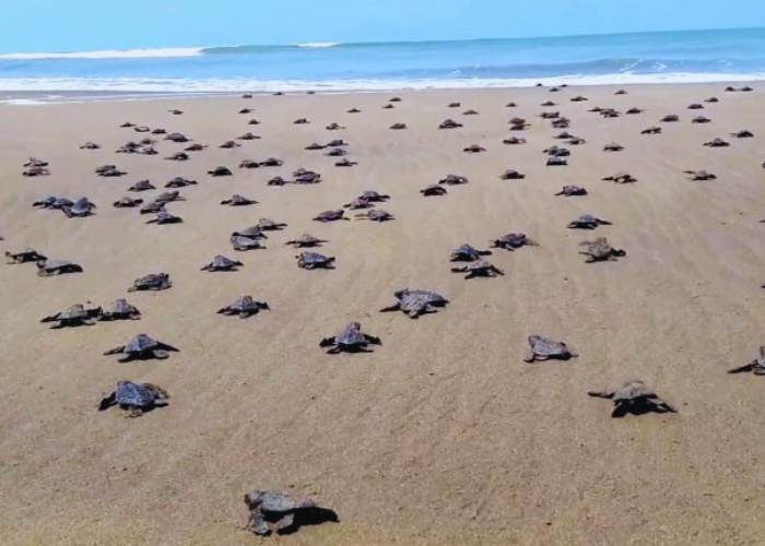 Criadero de tortugas marinas 2 Sea Turtle Hatchery 177