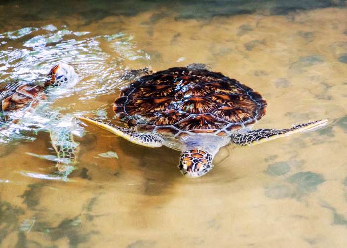 Criadero de tortugas marinas 3 Sea Turtle Hatchery 78