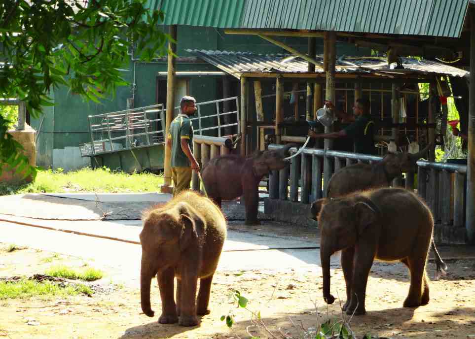 Centro de tránsito de los Elefantes de Udawalawe en Sri Lanka 1 Udawalawe (10)
