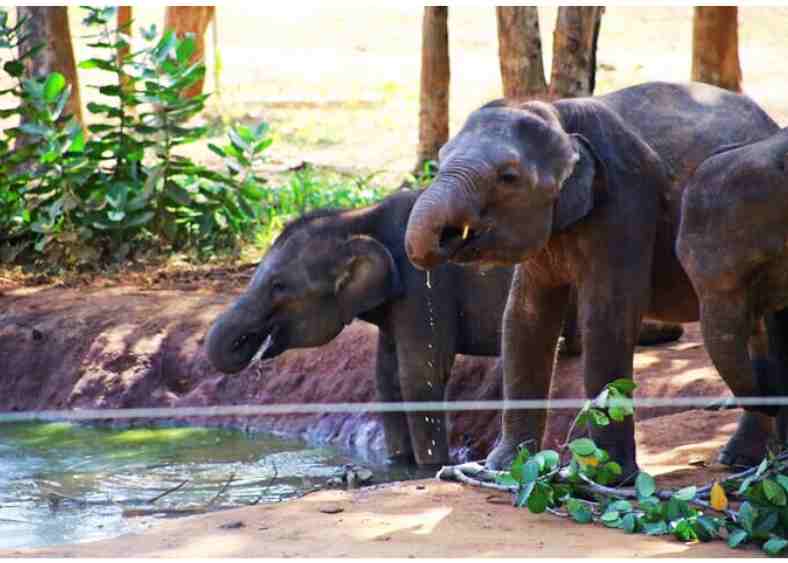 Centro de tránsito de los Elefantes de Udawalawe en Sri Lanka 4 Udawalawe (5)