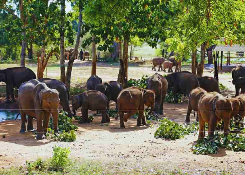 Centro de tránsito de los Elefantes de Udawalawe en Sri Lanka 3 Udawalawe (6)