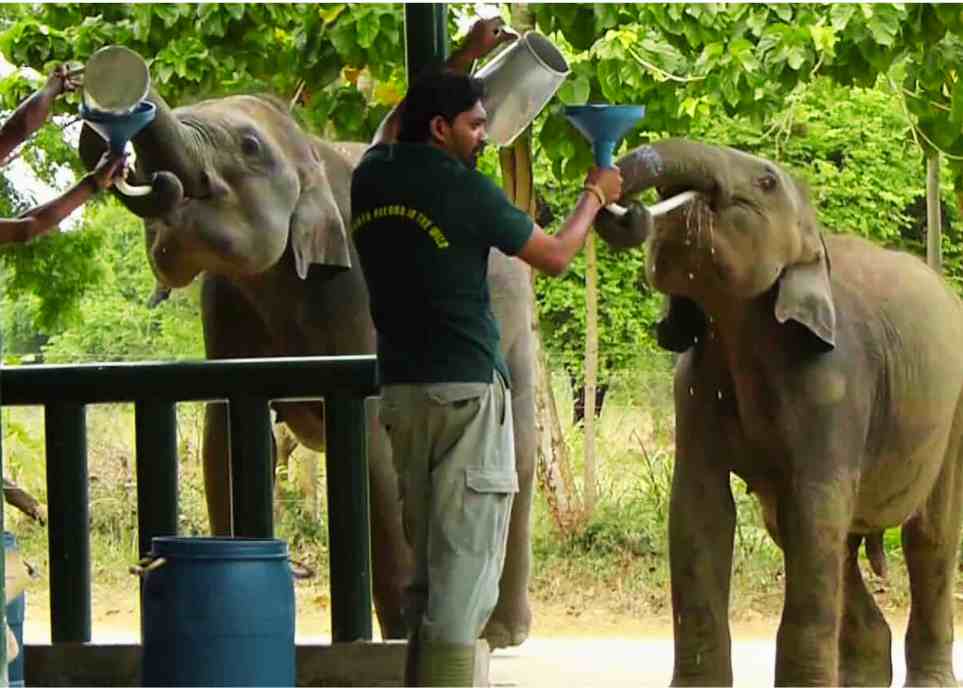 Centro de tránsito de los Elefantes de Udawalawe en Sri Lanka 2 Udawalawe (9)