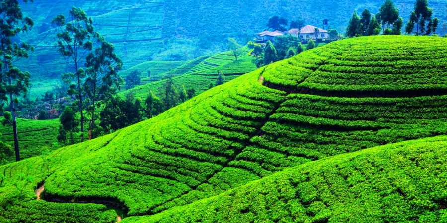 Guía práctica 112 Nuwaraeliya (4)