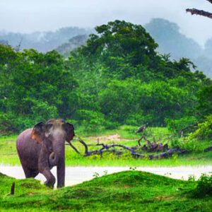 Sri Lanka 8 días - Aventura y safaris sin límites 5 Sri Lanka 8 días - Safaris sin límites
