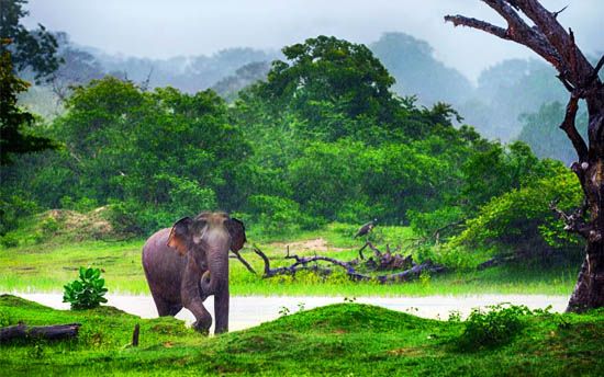 Sri Lanka 8 días - Safaris sin límites