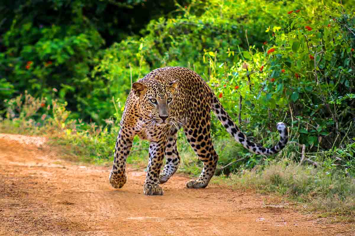 Viajar a Sri Lanka en Febrero: Mejor época para viajar a Sri Lanka 4 February 0222 (1)