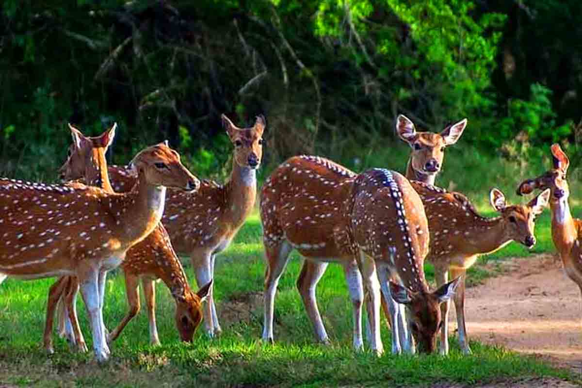 Viajar a Sri Lanka en Febrero: Mejor época para viajar a Sri Lanka 6 February 0222 (2)