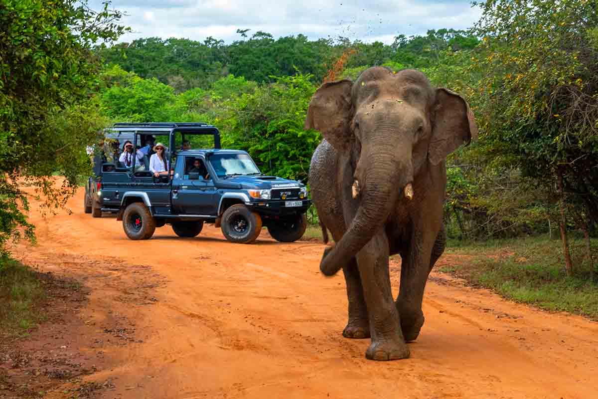 Viajar a Sri Lanka en Febrero: Mejor época para viajar a Sri Lanka 5 February 0222 (3)