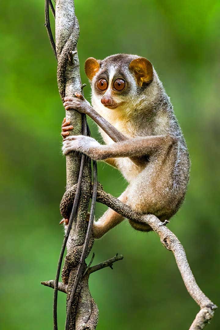 Observación de Loris en Sri Lanka : Guía completa para una experiencia ...