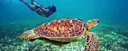 Sri Lanka 11 Días- El Buceo En La Mítica Isla